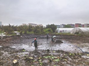 龙港河道鱼塘清淤